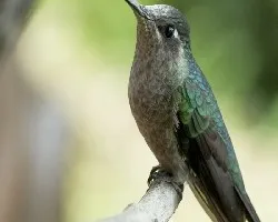 Colibri