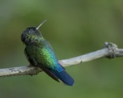 Panterpe insignis