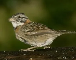 Zonotrichia capensis