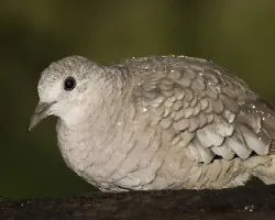 Tortolo