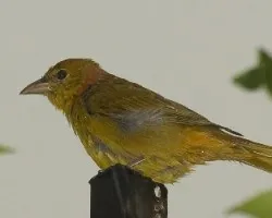 Piranga rubra
