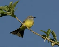 Tyrannus melancholicus