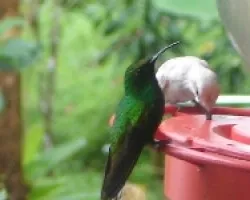 Colibri thalassinus