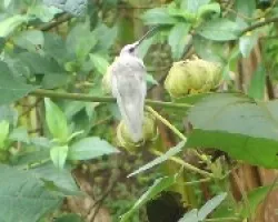 Colibri thalassinus