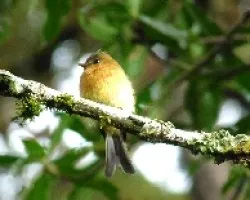 Mitrephanes phaeocercus