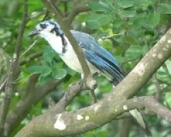 Calocitta formosa- Urraca copetona