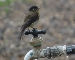 Empidonax atriceps