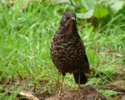 Sooty Thrush