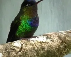 Solitario