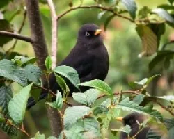 Un negrito
