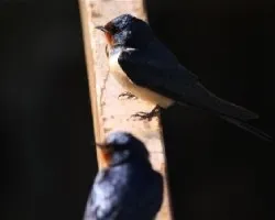 Golondrina comun 