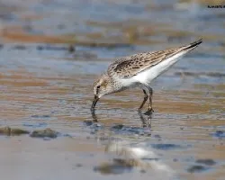 playerito robadilla blanca