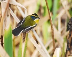 tachuri sietecolores