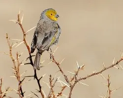 jilguero corona gris