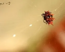 Gasteracantha cancriformis