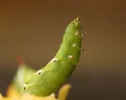 furia verde