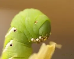 oruga comiendo