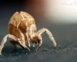 cascara de chicharra