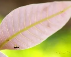 hormiga en hoja rosa de 2 cm.