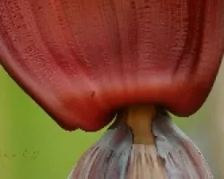 flor de platano