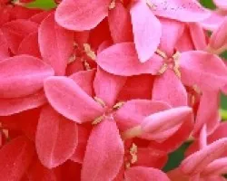FLORES