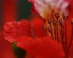 gotas de rocio