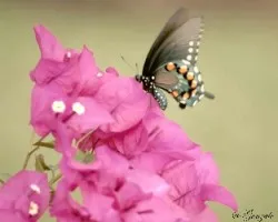 mariposa