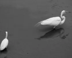 garzas