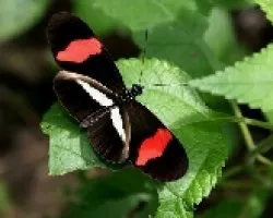Mariposa 3