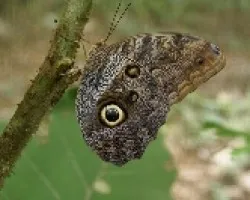 Mariposa 1