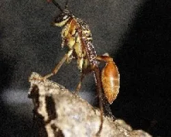 Cintura de Avispa