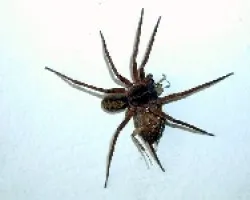 Ara?a vs cucaracha
