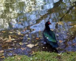 Al Agua Pato