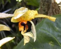 Orquidea y moscardón