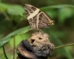 Mariposa 2