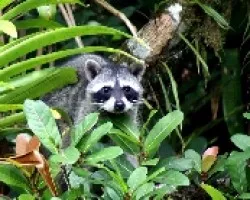 Mapache (género Procyon)