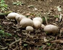 Basidiomycete