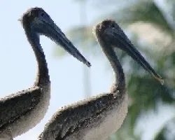 Gemelos