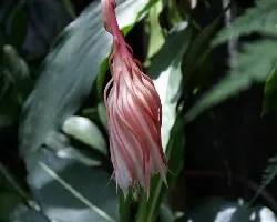 Flor