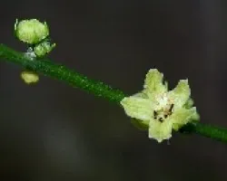 Hormigas y Flores
