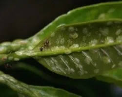 Hormiga ganadera