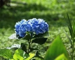 Hortensia