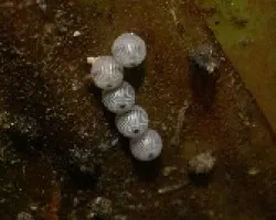 Huevos de Mariposa