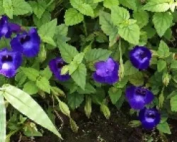 Campanas violeta