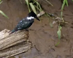 Mart?n pescador