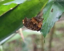 Hoja seca o mariposa