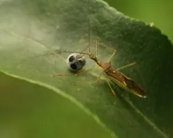 Hem?ptero predator