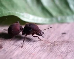 Hormiga gigante