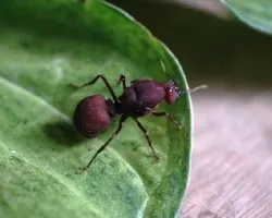 Hormiga gigante