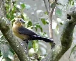 Quiscalus mexicanus